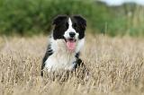 BORDER COLLIE 765